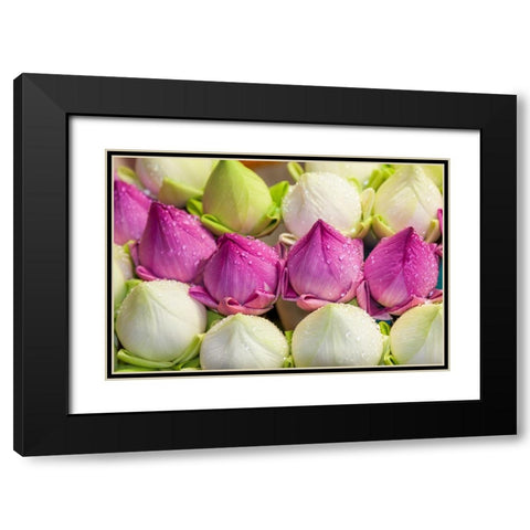 Chiang Mai- Thailand. Purple and white lotus flowers. Black Modern Wood Framed Art Print with Double Matting by Haseltine, Tom