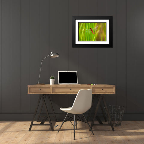 Chiang Mai- Thailand. Red Dragonfly- Orthetrum testaceum- also known as Scarlet Skimmer. Black Modern Wood Framed Art Print with Double Matting by Haseltine, Tom