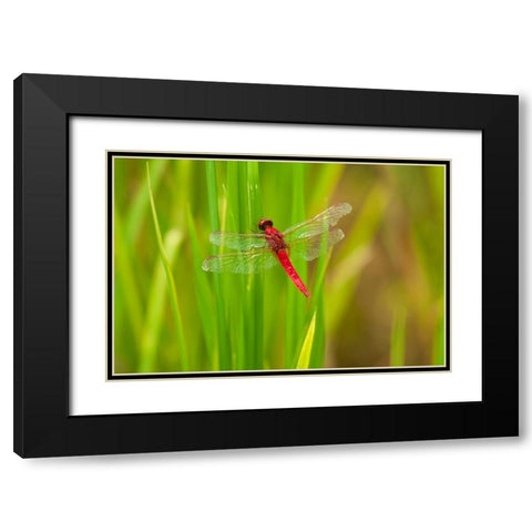 Chiang Mai- Thailand. Red Dragonfly- Orthetrum testaceum- also known as Scarlet Skimmer. Black Modern Wood Framed Art Print with Double Matting by Haseltine, Tom