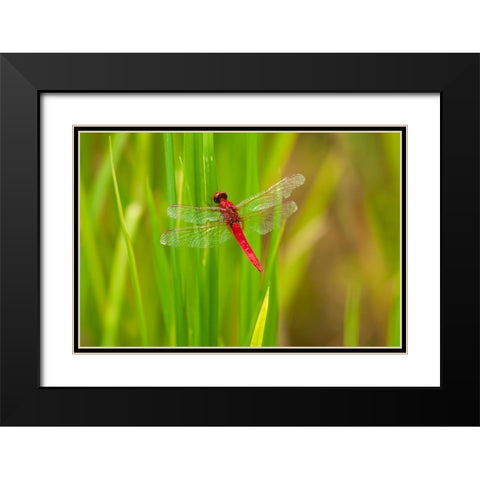 Chiang Mai- Thailand. Red Dragonfly- Orthetrum testaceum- also known as Scarlet Skimmer. Black Modern Wood Framed Art Print with Double Matting by Haseltine, Tom