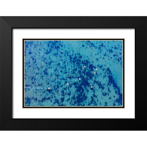Flamingos flying at the Aegean coast-Turkey Black Modern Wood Framed Art Print with Double Matting by Kabas, Ali