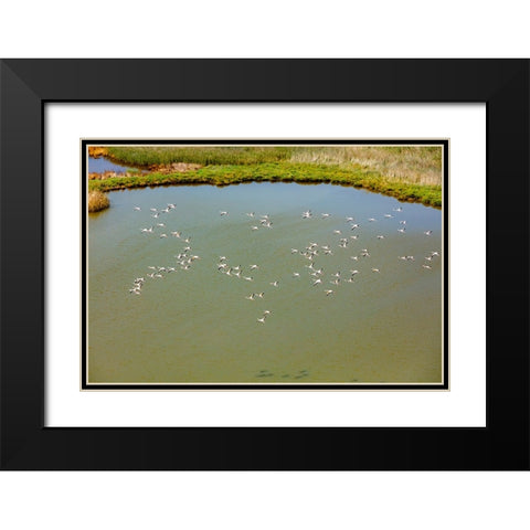 Flamingos flying in wetland on the Aegean coast-Turkey Black Modern Wood Framed Art Print with Double Matting by Kabas, Ali