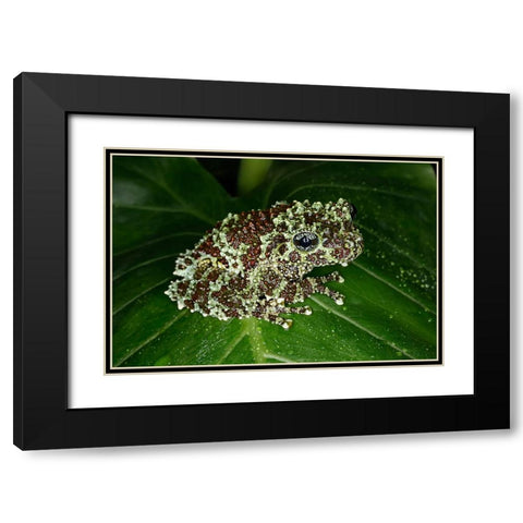 Vietnamese mossy frog Black Modern Wood Framed Art Print with Double Matting by Jones, Adam