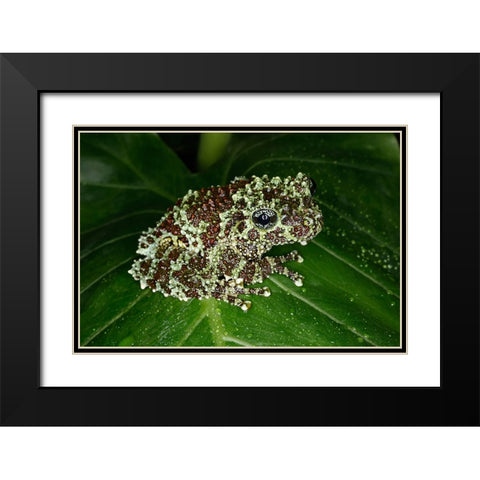 Vietnamese mossy frog Black Modern Wood Framed Art Print with Double Matting by Jones, Adam