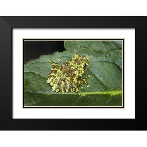 Southeast Vietnam Mossy tree frog on leaf Black Modern Wood Framed Art Print with Double Matting by Zuckerman, Jim