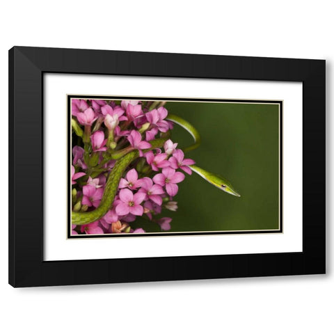 Vietnam Close-up of poisonous Asian Vine Snake Black Modern Wood Framed Art Print with Double Matting by Flaherty, Dennis