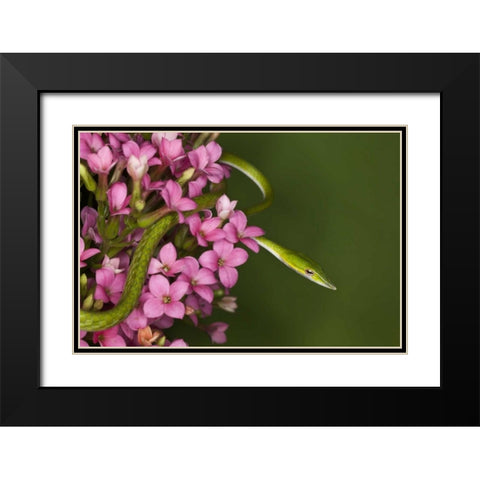 Vietnam Close-up of poisonous Asian Vine Snake Black Modern Wood Framed Art Print with Double Matting by Flaherty, Dennis