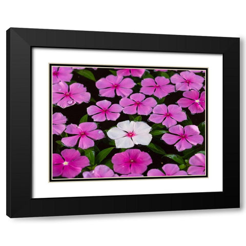 Asia-Vietnam-Mui Ne Pink and white flowers floating on water Black Modern Wood Framed Art Print with Double Matting by Merrill Images