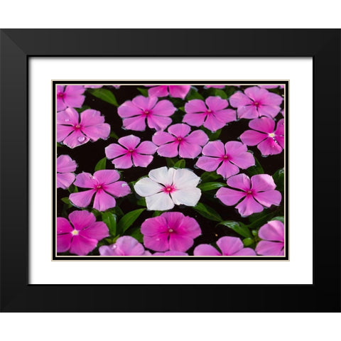 Asia-Vietnam-Mui Ne Pink and white flowers floating on water Black Modern Wood Framed Art Print with Double Matting by Merrill Images