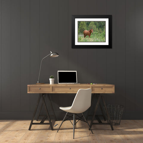 Horses on their summer pasture National Park Besch Tasch in the Talas Alatoo mountain range Black Modern Wood Framed Art Print with Double Matting by Zwick, Martin