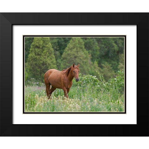 Horses on their summer pasture National Park Besch Tasch in the Talas Alatoo mountain range Black Modern Wood Framed Art Print with Double Matting by Zwick, Martin