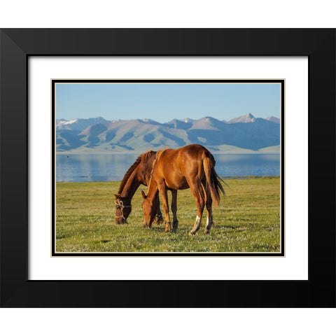 Horses on their mountain pasture at lake Song Kol  Black Modern Wood Framed Art Print with Double Matting by Zwick, Martin