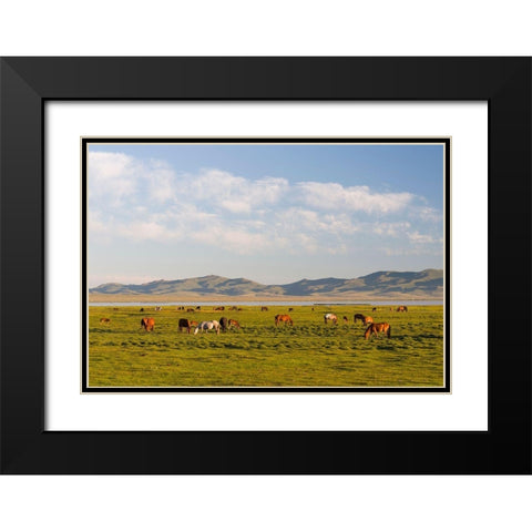 Horses on their mountain pasture at lake Song Kol  Black Modern Wood Framed Art Print with Double Matting by Zwick, Martin