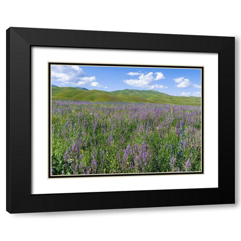 Wildflower meadow near the mountain road from Kazarman to mountain pass Urum Basch Ashuusu in the  Black Modern Wood Framed Art Print with Double Matting by Zwick, Martin