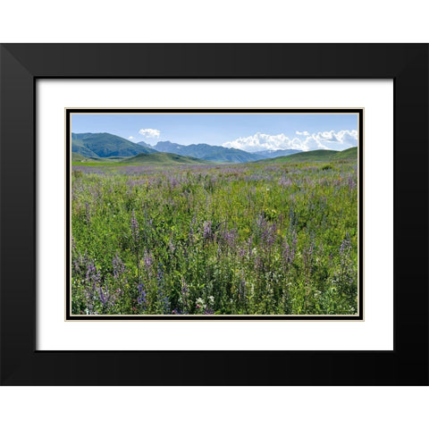 Wildflower meadow near the mountain road from Kazarman to mountain pass Urum Basch Ashuusu in the  Black Modern Wood Framed Art Print with Double Matting by Zwick, Martin