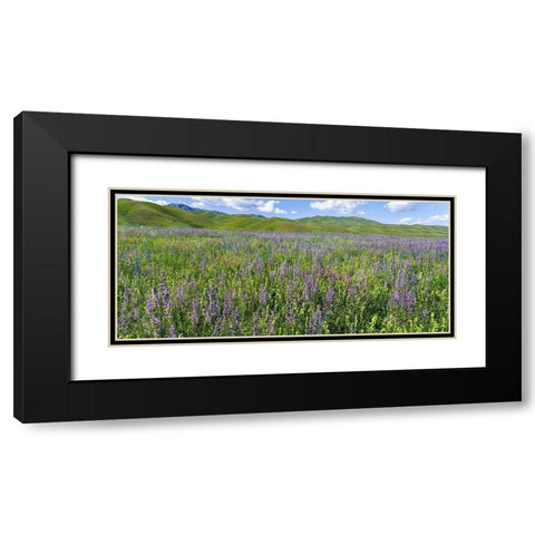 Wildflower meadow near the mountain road from Kazarman to mountain pass Urum Basch Ashuusu in the  Black Modern Wood Framed Art Print with Double Matting by Zwick, Martin