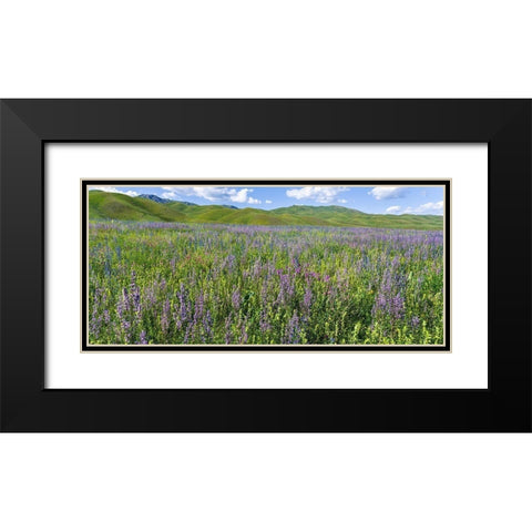 Wildflower meadow near the mountain road from Kazarman to mountain pass Urum Basch Ashuusu in the  Black Modern Wood Framed Art Print with Double Matting by Zwick, Martin