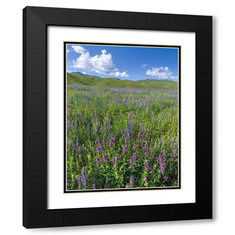 Wildflower meadow near the mountain road from Kazarman to mountain pass Urum Basch Ashuusu in the  Black Modern Wood Framed Art Print with Double Matting by Zwick, Martin
