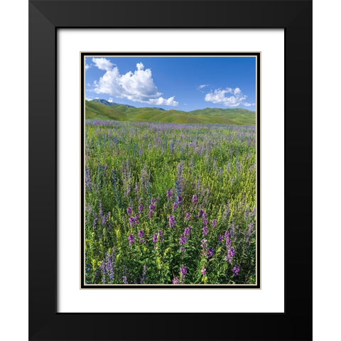 Wildflower meadow near the mountain road from Kazarman to mountain pass Urum Basch Ashuusu in the  Black Modern Wood Framed Art Print with Double Matting by Zwick, Martin