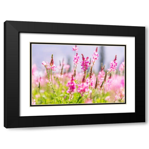 Sarytag-Sughd Province-Tajikistan Field of pink wildflowers in sunshine Black Modern Wood Framed Art Print with Double Matting by Wilson, Emily M.