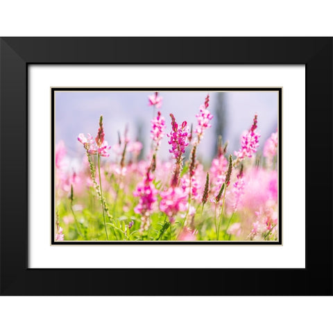 Sarytag-Sughd Province-Tajikistan Field of pink wildflowers in sunshine Black Modern Wood Framed Art Print with Double Matting by Wilson, Emily M.
