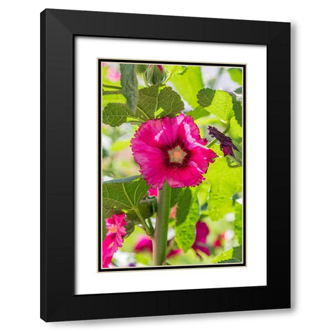 Sarytag-Sughd Province-Tajikistan Hollyhock blossoms in the mountains of Tajikistan Black Modern Wood Framed Art Print with Double Matting by Wilson, Emily M.