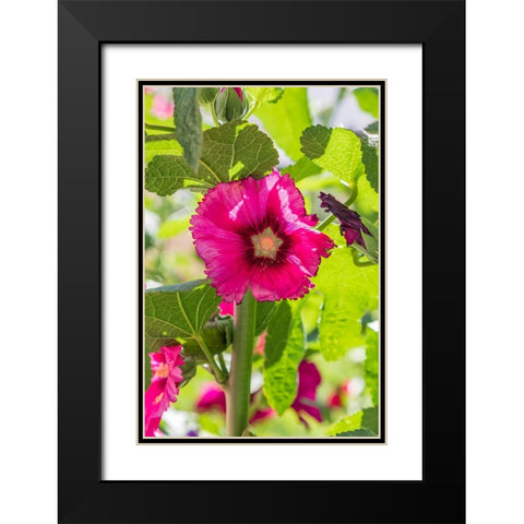 Sarytag-Sughd Province-Tajikistan Hollyhock blossoms in the mountains of Tajikistan Black Modern Wood Framed Art Print with Double Matting by Wilson, Emily M.