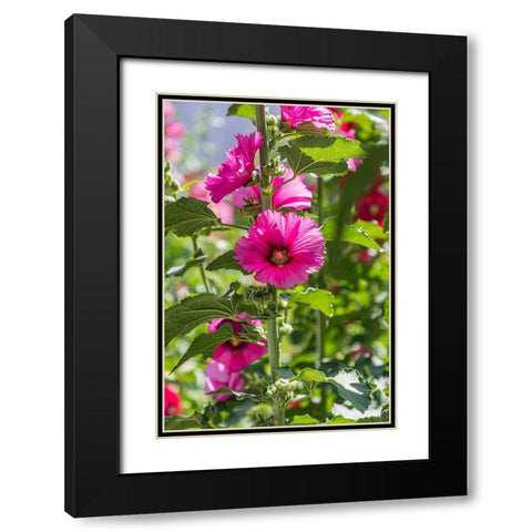 Sarytag-Sughd Province-Tajikistan Hollyhock blossoms in the mountains of Tajikistan Black Modern Wood Framed Art Print with Double Matting by Wilson, Emily M.