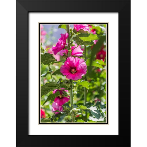 Sarytag-Sughd Province-Tajikistan Hollyhock blossoms in the mountains of Tajikistan Black Modern Wood Framed Art Print with Double Matting by Wilson, Emily M.