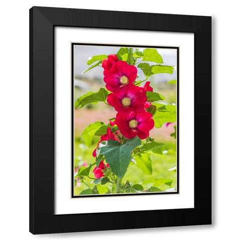 Sarytag-Sughd Province-Tajikistan Hollyhock blossoms in the mountains of Tajikistan Black Modern Wood Framed Art Print with Double Matting by Wilson, Emily M.