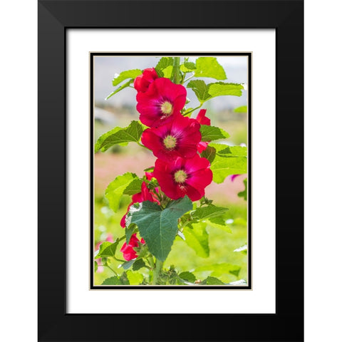 Sarytag-Sughd Province-Tajikistan Hollyhock blossoms in the mountains of Tajikistan Black Modern Wood Framed Art Print with Double Matting by Wilson, Emily M.