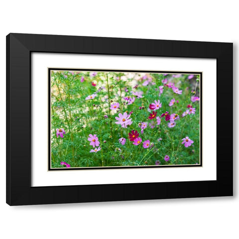 Haft Kul-Sughd Province-Tajikistan Purple daisies in the mountains of Tajikistan Black Modern Wood Framed Art Print with Double Matting by Wilson, Emily M.