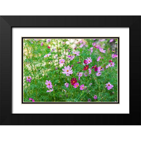 Haft Kul-Sughd Province-Tajikistan Purple daisies in the mountains of Tajikistan Black Modern Wood Framed Art Print with Double Matting by Wilson, Emily M.