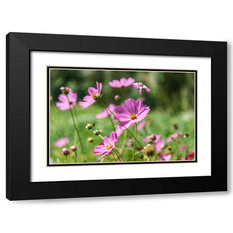 Haft Kul-Sughd Province-Tajikistan Purple daisies in the mountains of Tajikistan Black Modern Wood Framed Art Print with Double Matting by Wilson, Emily M.