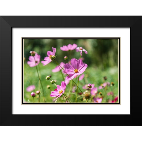 Haft Kul-Sughd Province-Tajikistan Purple daisies in the mountains of Tajikistan Black Modern Wood Framed Art Print with Double Matting by Wilson, Emily M.