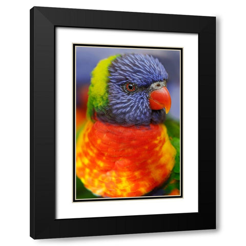 Rainbow lorikeet-native to Australia Black Modern Wood Framed Art Print with Double Matting by Jones, Adam