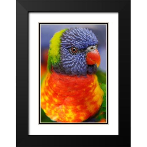 Rainbow lorikeet-native to Australia Black Modern Wood Framed Art Print with Double Matting by Jones, Adam