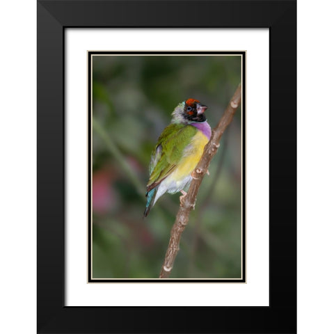 Lady Gouldian finch-Australia Black Modern Wood Framed Art Print with Double Matting by Jones, Adam