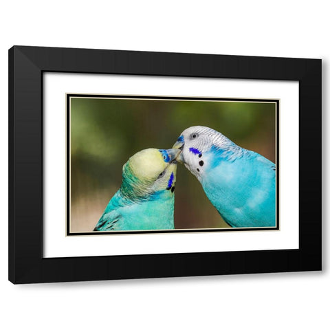 Common parakeets or shell parakeet kissing Black Modern Wood Framed Art Print with Double Matting by Jones, Adam