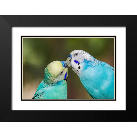 Common parakeets or shell parakeet kissing Black Modern Wood Framed Art Print with Double Matting by Jones, Adam