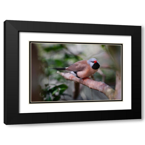 Shaft-tail finch-native to Australia Black Modern Wood Framed Art Print with Double Matting by Jones, Adam