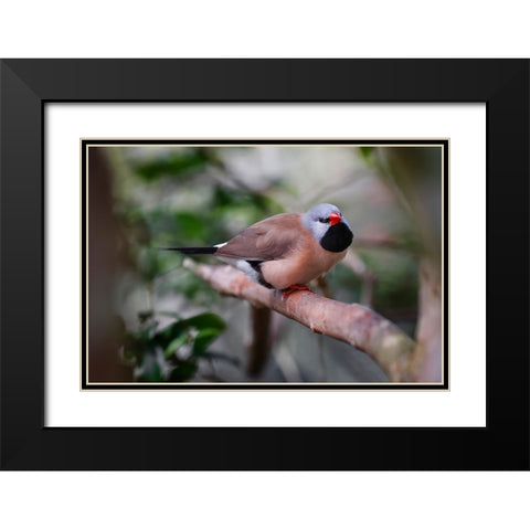 Shaft-tail finch-native to Australia Black Modern Wood Framed Art Print with Double Matting by Jones, Adam