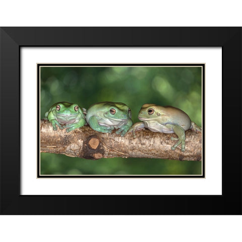Australia. Whites tree frogs on log. Black Modern Wood Framed Art Print with Double Matting by Jaynes Gallery