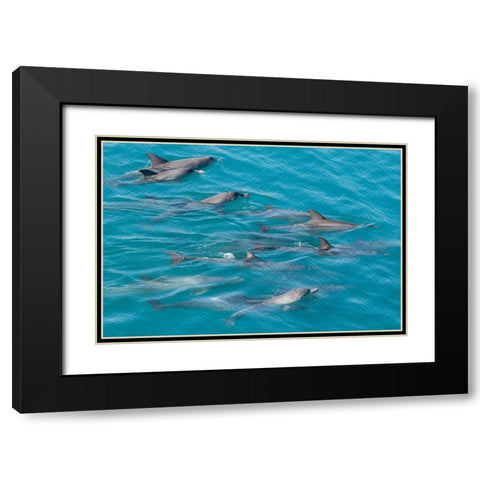 Australia-Kimberley Coast-Yampi Sound-Buccaneer Archipelago Indo-Pacific bottlenose dolphins Black Modern Wood Framed Art Print with Double Matting by Hopkins, Cindy Miller