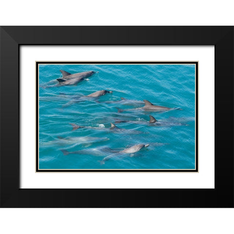 Australia-Kimberley Coast-Yampi Sound-Buccaneer Archipelago Indo-Pacific bottlenose dolphins Black Modern Wood Framed Art Print with Double Matting by Hopkins, Cindy Miller