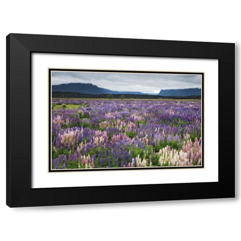 New Zealand, South Island Blooming lupine Black Modern Wood Framed Art Print with Double Matting by Flaherty, Dennis