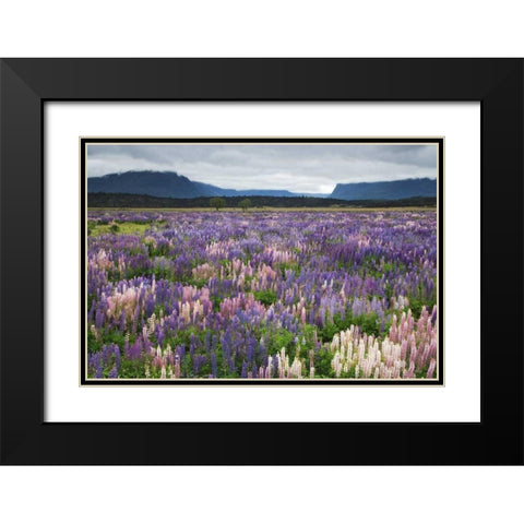 New Zealand, South Island Blooming lupine Black Modern Wood Framed Art Print with Double Matting by Flaherty, Dennis