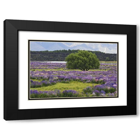 New Zealand, South Island Lupine and tree Black Modern Wood Framed Art Print with Double Matting by Flaherty, Dennis