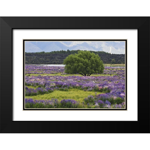 New Zealand, South Island Lupine and tree Black Modern Wood Framed Art Print with Double Matting by Flaherty, Dennis