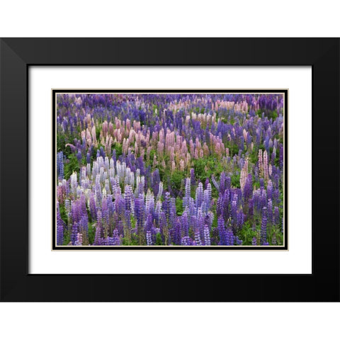 New Zealand, South Island Lupine in Fiordland NP Black Modern Wood Framed Art Print with Double Matting by Flaherty, Dennis